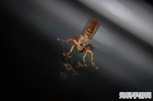 蚊子模拟器最新版第一关通关秘籍大揭秘