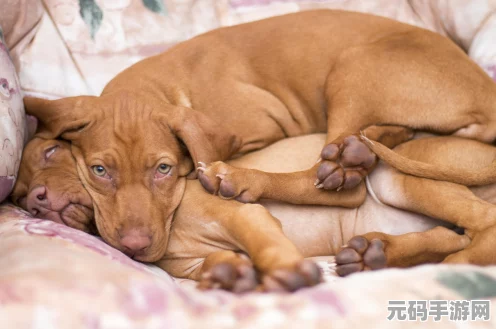口袋宠物猪玉玺获取全攻略秘籍