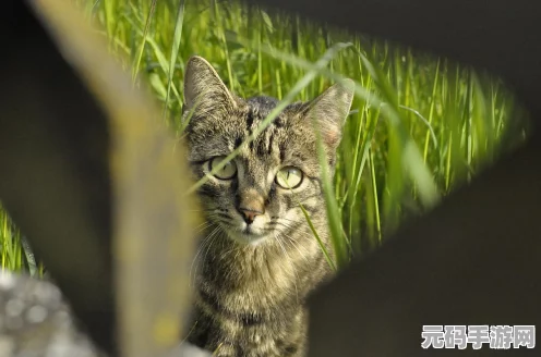怪物猎人 P3 眩晕值大揭秘，谁才是眩晕之王？