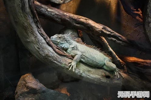 怪物猎人世界热门武器揭秘，惨爪针刺II全解析