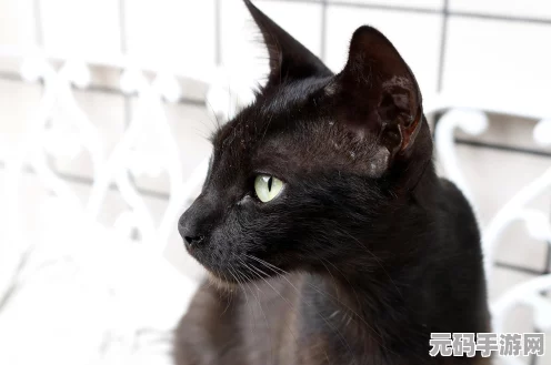 我的世界探索之旅，揭秘猫的驯服之谜