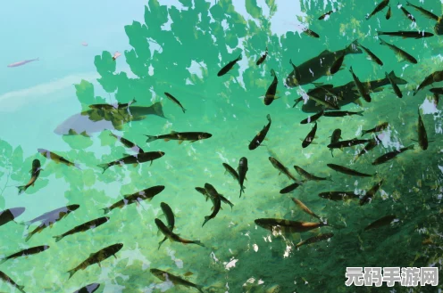 摩尔庄园钓白鲸全攻略，解锁高级钓具、揭秘特殊饵料与黄金时段