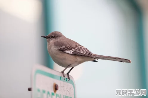 鸠鸟振翅，决战平安京全新鸠玩法深度探索之旅