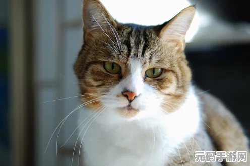 猫咪斗恶龙 3 猪猪头饰获取秘籍大揭秘