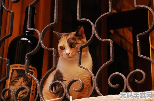 猫猫的奇幻漂流，萌宠奇缘，揭秘幕后打造梦幻之旅！