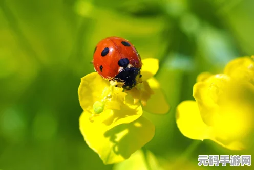 保卫萝卜公园 60 关，终极通关秘籍大揭秘