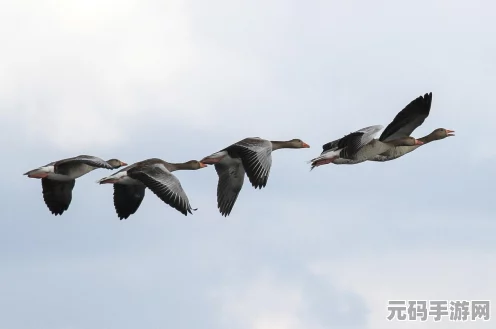 原神探索揭秘，云中仙居三只鸟寻觅之旅