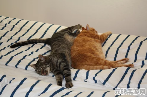 猫咪斗恶龙 3 猪猪服装解锁全攻略
