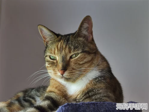 方舟，生存进化智慧猩猩高效训练秘籍，解锁你的忠实伙伴
