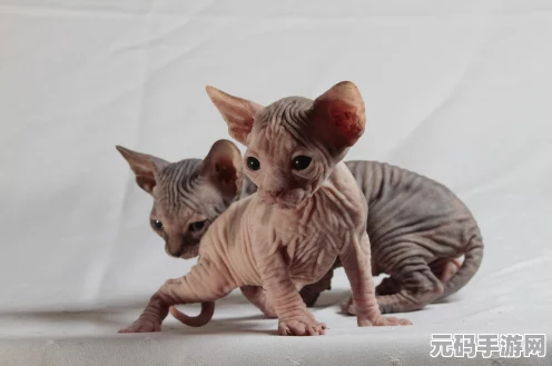 绝区零领养小猫全攻略指南