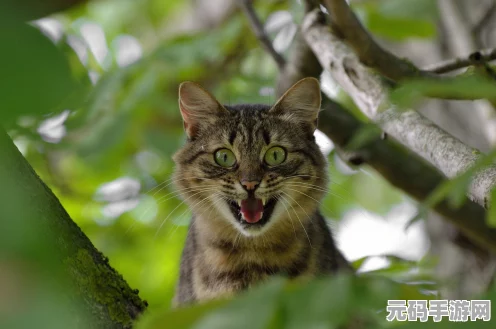 猫和老鼠手游新惊喜，特工行动模式震撼上线