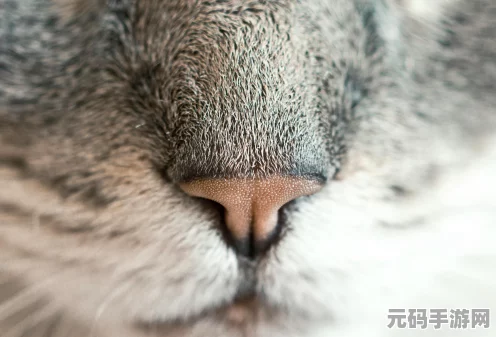 妄想山海宠物吞噬新攻略，解锁宠物进化的奥秘