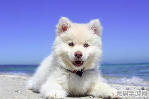 妄想山海宠物吞噬新攻略，解锁宠物进化的奥秘