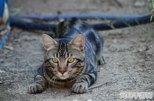 怪物猎人P3实用随从猫，狩猎旅途的最佳拍档