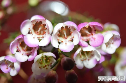 探秘光遇星光沙漠，玫瑰绽放的奇幻之旅