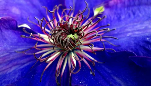 奇迹暖暖花羽扉光梦幻降临，解锁绝美套装秘籍