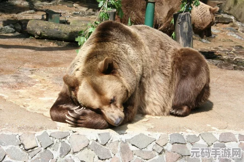 疯狂动物园探险记，老虎、异形虎与花样虎捕捉全攻略