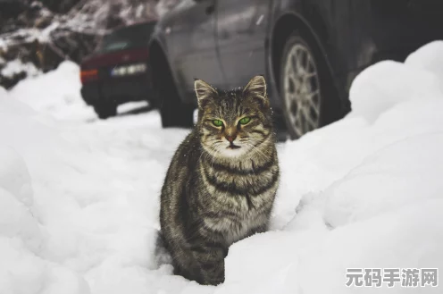 迷你世界宠物熊猫，萌宠与功能的完美结合