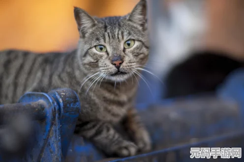迷你世界宠物熊猫，萌宠与功能的完美结合