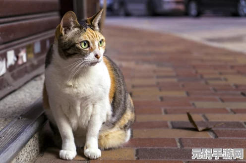 猫和老鼠高手进阶，汤姆猫快速上分秘籍大公开