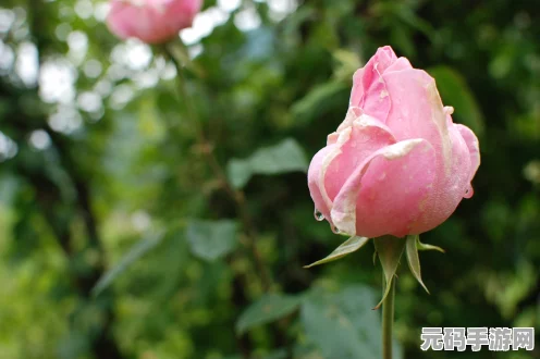 烟雨江湖紫丁香寻觅之旅，珍稀花卉位置全攻略与游戏魅力深度探索