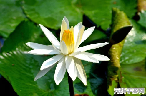 烟雨江湖紫丁香寻觅之旅，珍稀花卉位置全攻略与游戏魅力深度探索