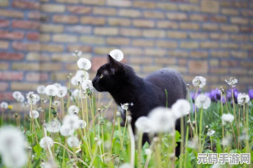 猫和老鼠手游策略揭秘，智破黑猫守洞难题