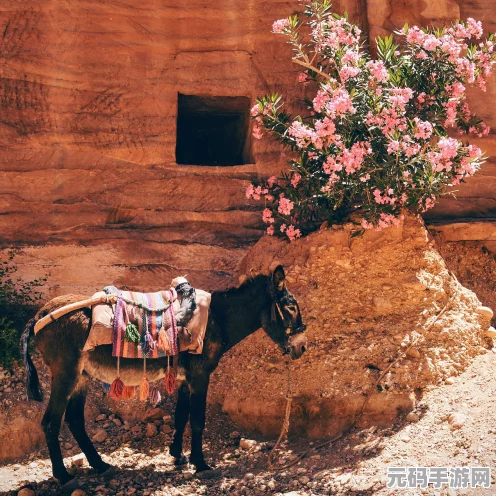 山海镜花探索神秘大荒，揭秘最小金乌之谜