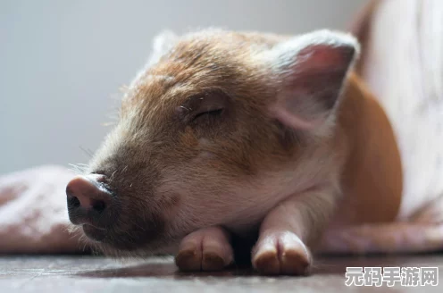迷你世界，揭秘猪的食性与排泄之谜，打造趣味养殖新体验