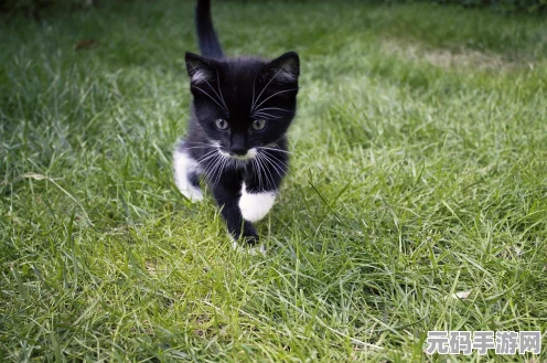 萌宠奇趣大挑战！猫在家里携可爱画风登陆STEAM新品节