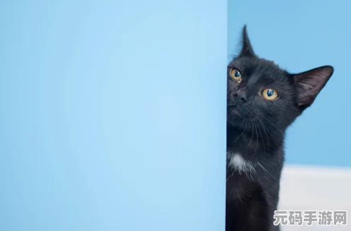 猫和老鼠手游，厨房大冒险，老鼠躲避猫咪追击全攻略