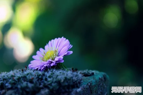我的世界，花在何方？一场梦幻般的寻花之旅启程