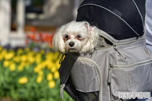 魔域口袋版狗年兽震撼登场，双犬齐飞，战力爆棚！