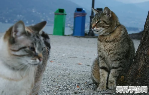 猫和老鼠，欢乐互动隐身秘籍大揭秘