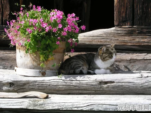 100 Romantic Cats，一场关于爱与探索的温馨之旅，现已免费启程
