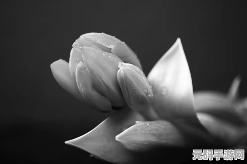黑色沙漠，喇叭花的奇妙之旅，揭秘最佳赠送对象