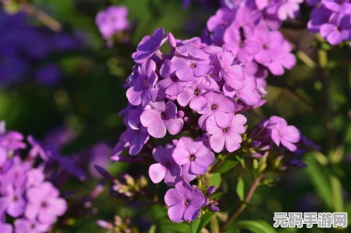 阴阳师秘境奇遇，揭秘花与舞的盛宴之地全貌
