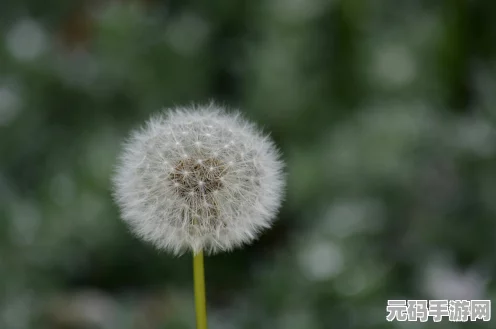 废土危行生存挑战，头晕掉血难题破解，揭秘花与蜂蜜的神奇功效