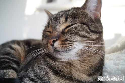 原神玩家必备指南，全面攻略寻找小王子猫咪，揭秘所有隐藏位置