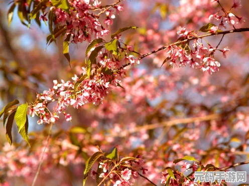 花语月终极挑战震撼来袭，花连线攻略独家揭秘