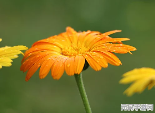 花语月终极挑战震撼来袭，花连线攻略独家揭秘