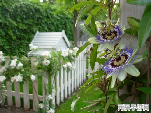 洛川群侠传花翁所需花盆获取秘籍大公开