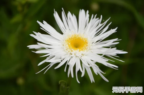 光遇禁阁赏花任务全攻略，解锁神秘花朵，探寻绝美赏花点