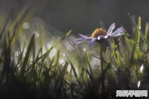 光遇禁阁赏花任务全攻略，解锁神秘花朵，探寻绝美赏花点