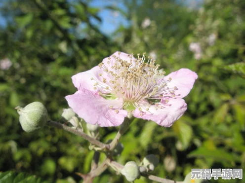 光遇禁阁赏花任务全攻略，解锁神秘花朵，探寻绝美赏花点