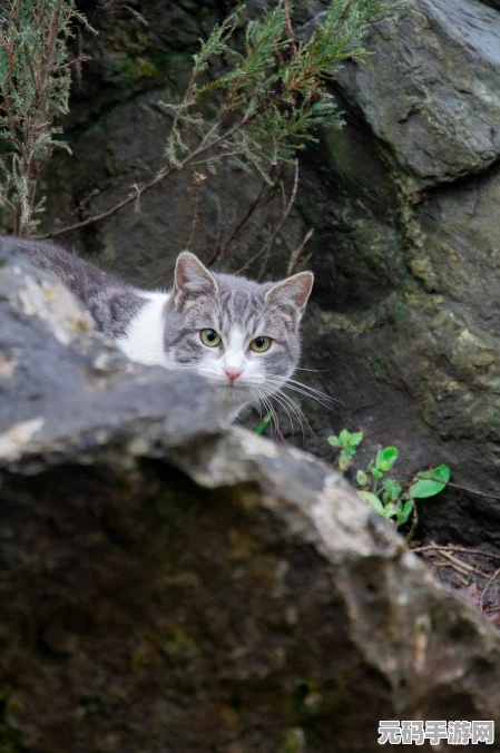 怪物猎人世界，揭秘强走护石升级素材，打造猎人的飞毛腿神器
