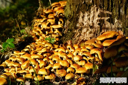 方舟生存进化，稀有蘑菇获取秘籍大公开