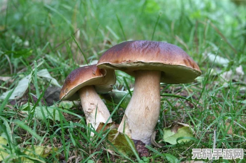 方舟生存进化，稀有蘑菇获取秘籍大公开