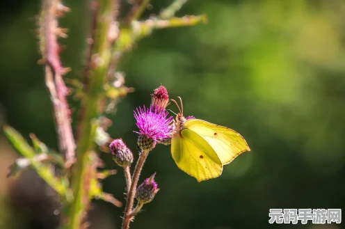 江南百景图一番春意换年芳，活动开启与玩法全揭秘