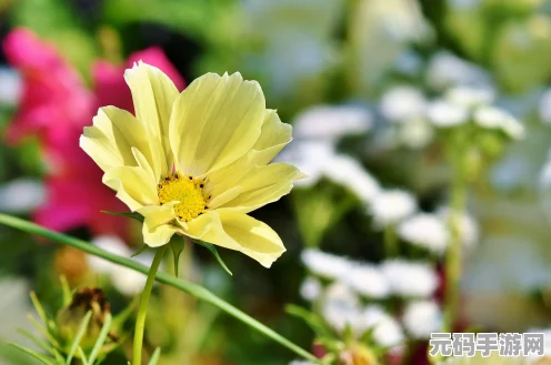 江南百景图一番春意换年芳，活动开启与玩法全揭秘